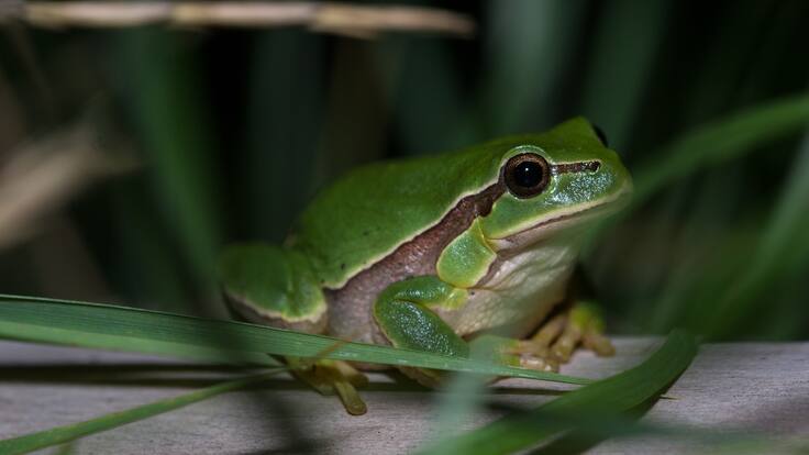 Roberto Rodríguez-Caro, investigador del Departamento de Ecología de la UA, en Hoy por Hoy Alicante
