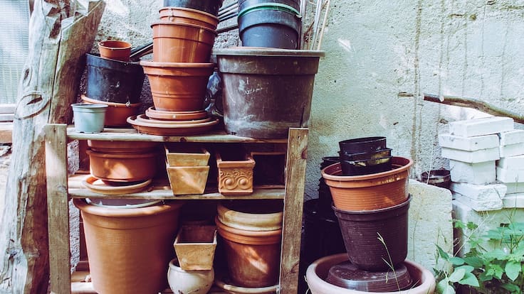 Sección de botánica sobre el cultivo en macetas