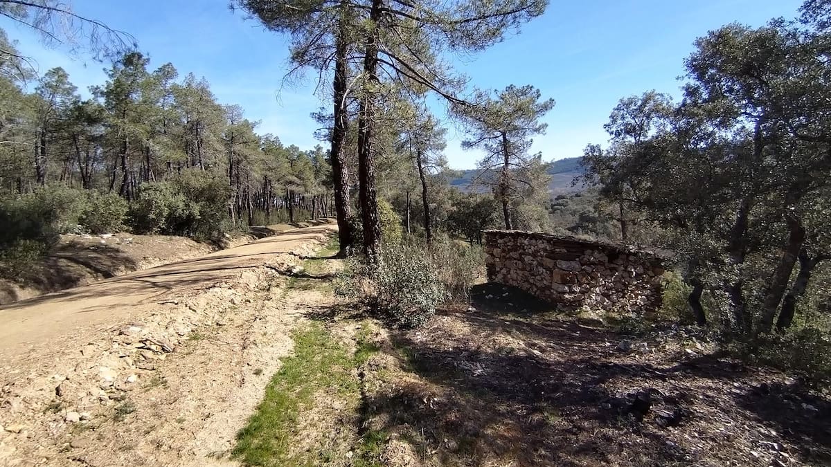 Espacio de Rutas por la Naturaleza: El Pinar de Casasola