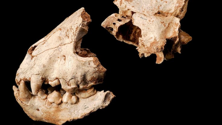 Enrique Baquedano, director de un proyecto de investigación que descubre que los neandertales de Pinilla del Valle acumulaban cráneos de animales como tradición