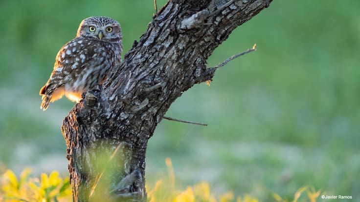 El arte que protege la naturaleza a través del objetivo
