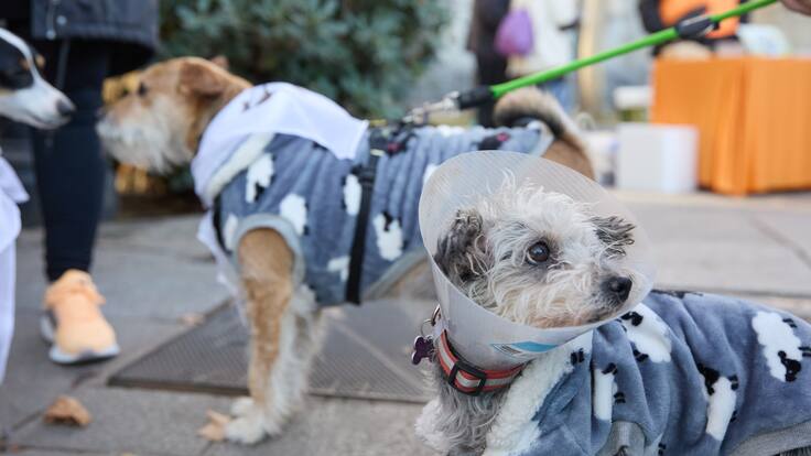 Nacho Paunero, de ‘El Refugio’, habla sobre la San Perrestre, que este año destinará su recaudación a protectoras de animales afectados por la DANA de Valencia