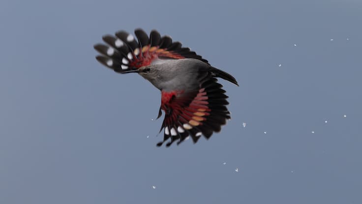 El treparriscos, ave del año 2025