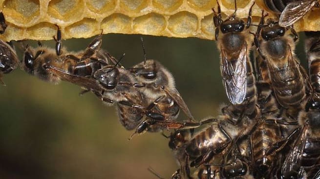 &quot;La miel de aguacate de Málaga es única&quot; Fernando de Miguel, pte de la asociación de apicultores de Málaga