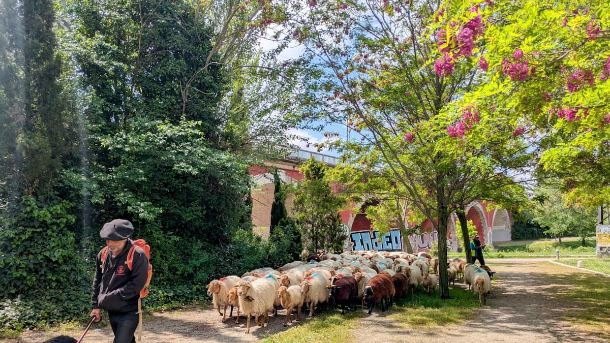Entrevista a Manuel Bahillo, secretario de la Fundación Trashumancia y Naturaleza, sobre el anuncio de la Comunidad de Madrid de nombrar Bien de Interés Cultural a la trashumancia