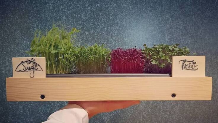 "Micro agricultura" para producir "micro vegetales" en el cuarto de casa