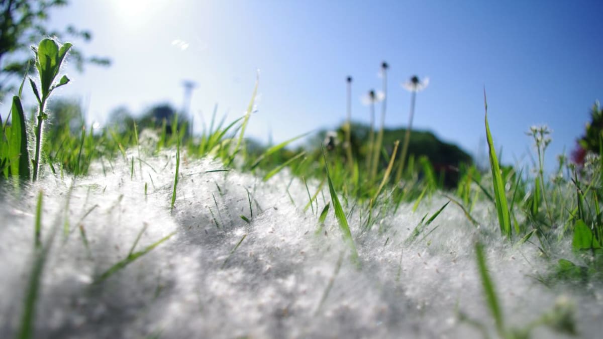 ¿Cómo se presenta la primavera en la provincia de Ciudad Real para los alérgicos?