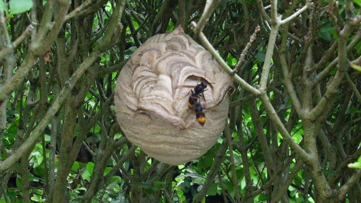 Los apicultores de Durangaldea, en alerta por la avispa asiática: charlas informativas en Amorebieta y Zaldibar