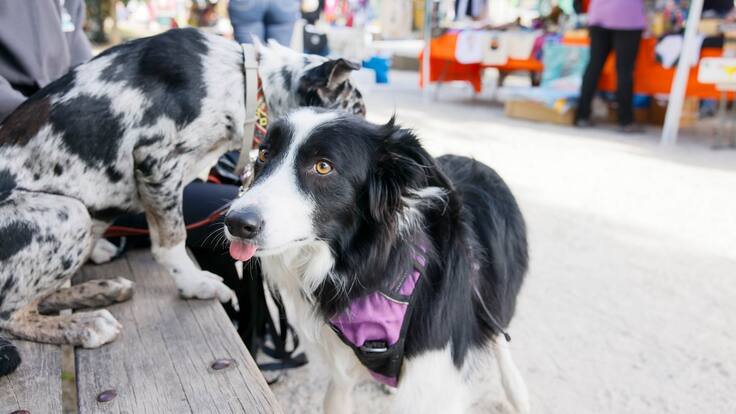 Entrevista a Esther Rodríguez, portavoz de ADAAC, sobre la VIII Jornada de adopción en Colmenar Viejo