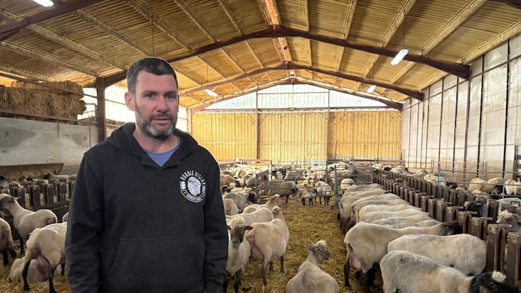 Oficios desconocidos de alta demanda: conocemos a un esquilador de Dima