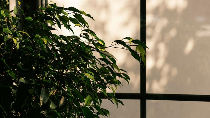 Espacio de botánica en la que hablamos de los Ficus