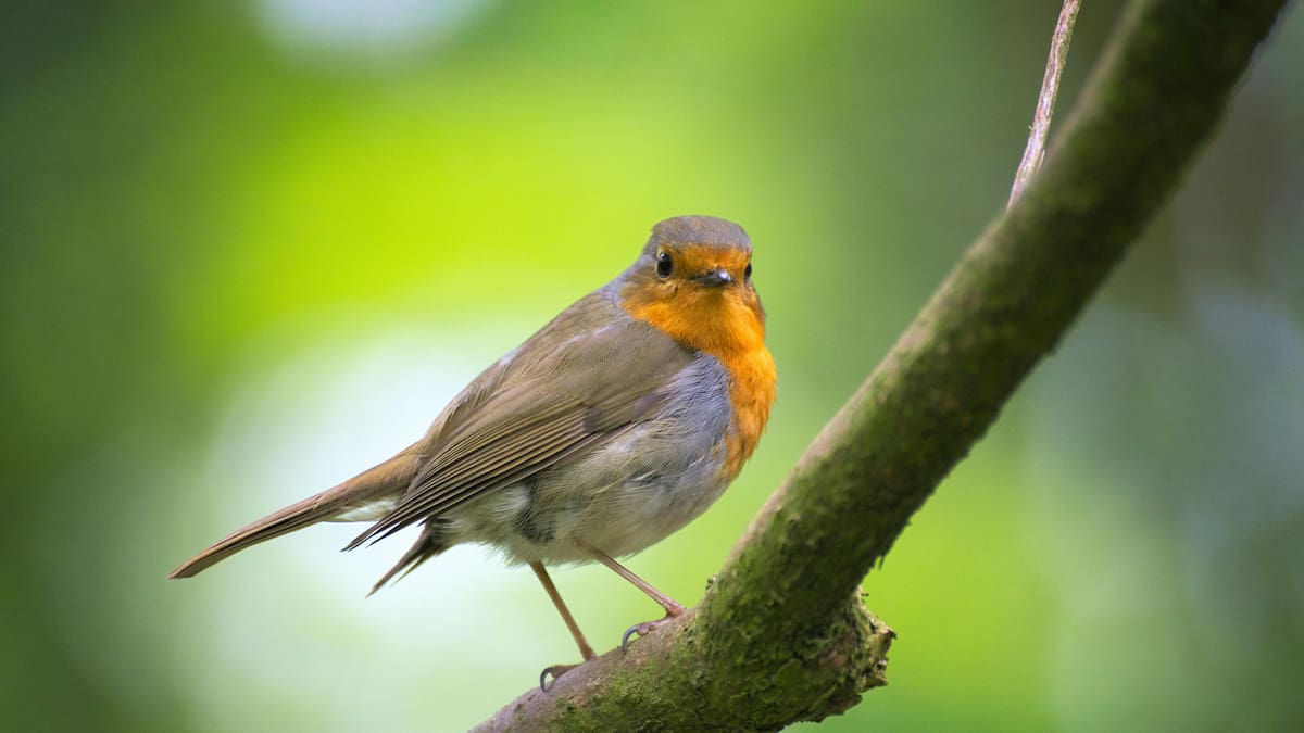 Motivos para acercarse al mundo de las aves