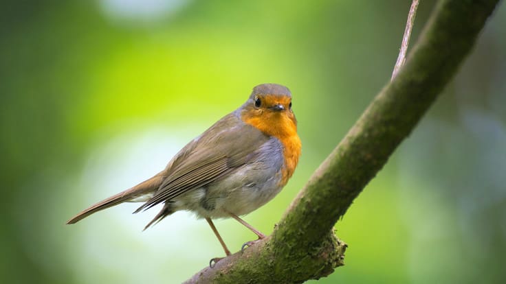 Motivos para acercarse al mundo de las aves