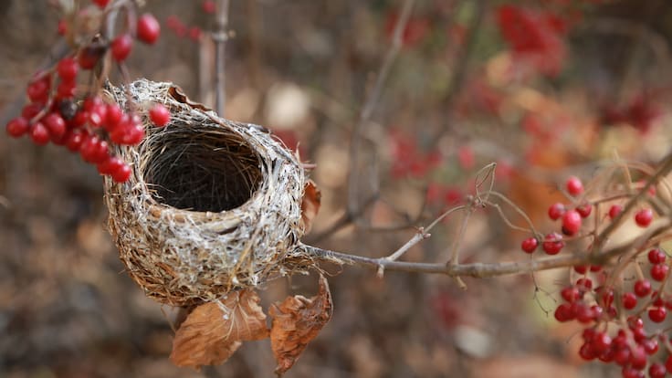 Espacio de Comunicación sobre el 'Efecto nido'