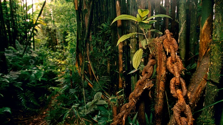 ¿Lo que ha pasado en la isla de Ascensión es exportable a otras zonas áridas de nuestro planeta?