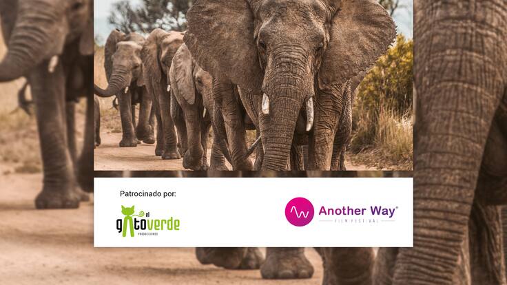 Espacio de ecología sobre la octava edición del Another Way Film Festival