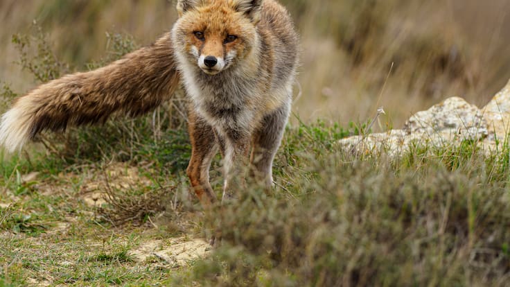 El Guardabosques: el zorro