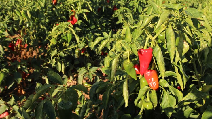 La Primera Llamada del Día con Félix Bariain