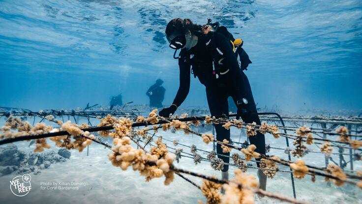 Espacio de ecología: Juguetes que salvan arrecifes de coral