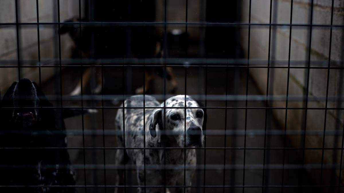 La Navidad también asusta: una protectora advierte del impacto de la pirotecnia y regalo de animales