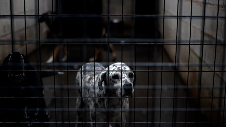 La Navidad también asusta: una protectora advierte del impacto de la pirotecnia y regalo de animales