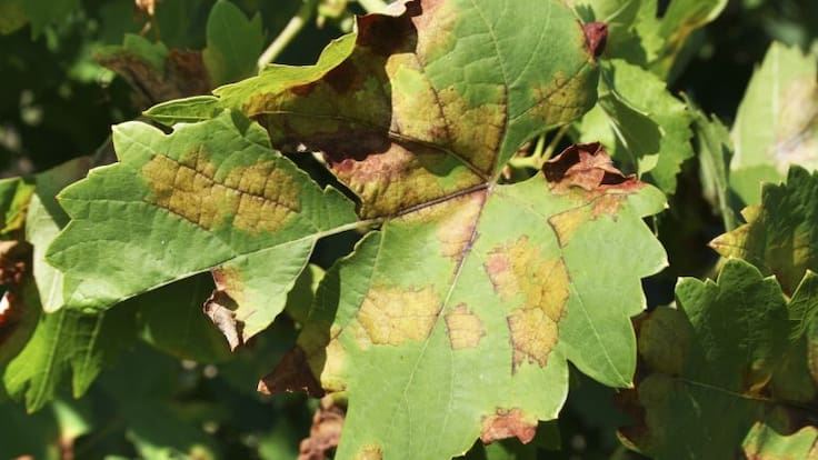 "La situación es crítica" JM Losantos, Consejo Regulador
