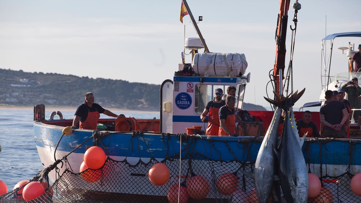 La Unión Europea aprueba las posibilidades de pesca para 2026: los pescadores del Mediterráneo podrán salir a faenar 143 días