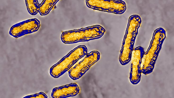 Virus contra superbacterias: la batalla final contra la resistencia a los antibióticos