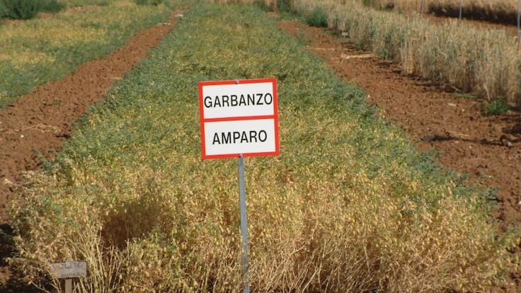 Espacio de Ecología: Madrid estudia los beneficios de recuperar variedades desaparecidas de garbanzos