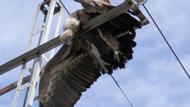 Espacio de Ecología sobre el problema de los tendidos eléctricos, causa principal de muerte de las aves en nuestra región