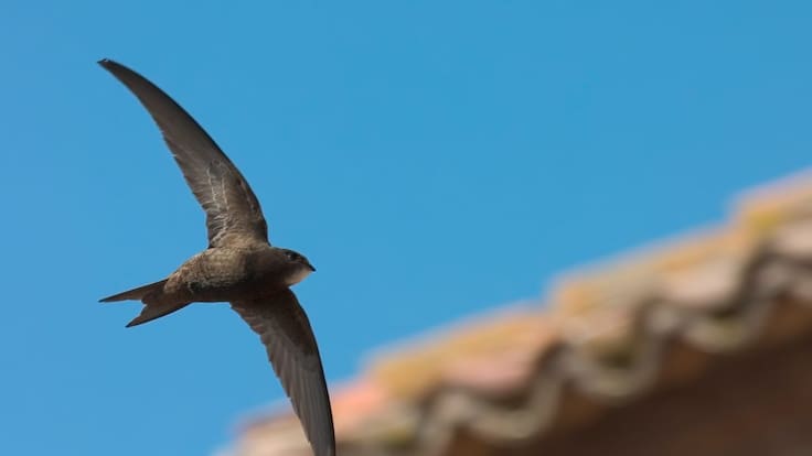 Espacio de Naturaleza sobre el Vencejo