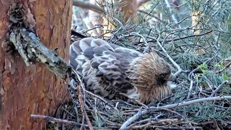Espacio de Ecología: La vida en directo de las aves, una ventana de SEO/BirdLife a la naturaleza