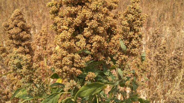 Las semillas de quinoa de Bolivia que echaron raíces en Lorca