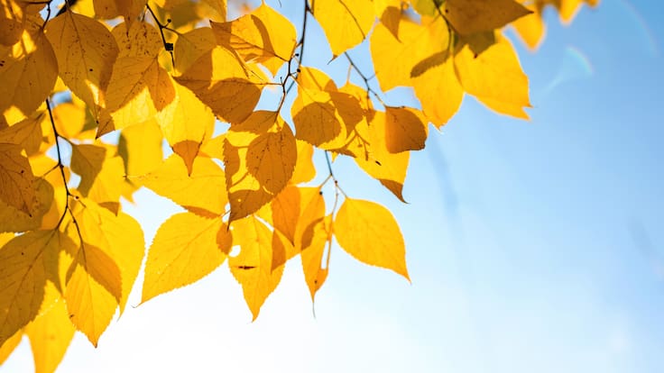 Ciencia Afición sobre el otoño