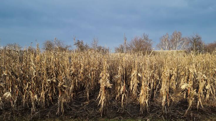 Porcino y avicultura de la Región de Murcia temen sufrir las consecuencias de la invasión de Ucrania