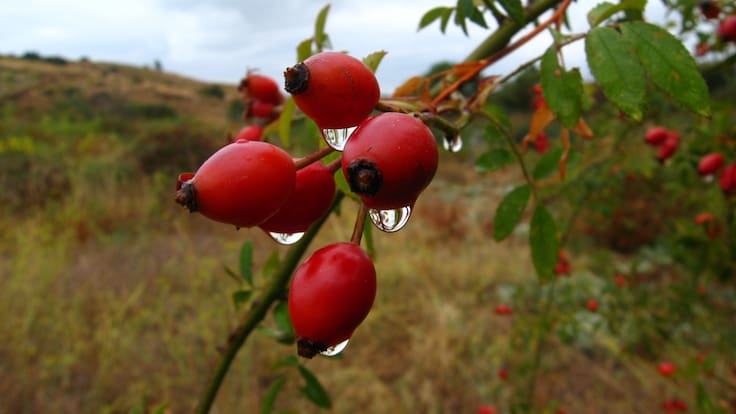 El majuelo y el escaramujo