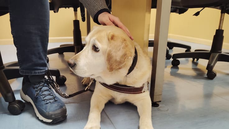 Día del Perro Guía