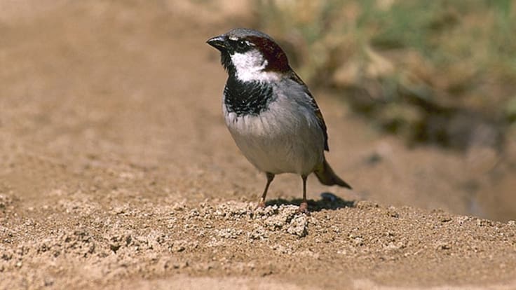 El Guardabosques: ranking de las aves de Ávila
