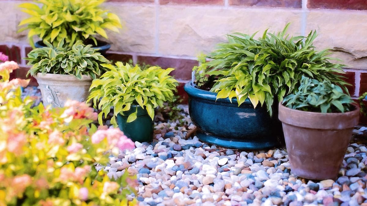 Espacio de Botánica sobre claves para diseñar y combinar plantas con éxito en casa