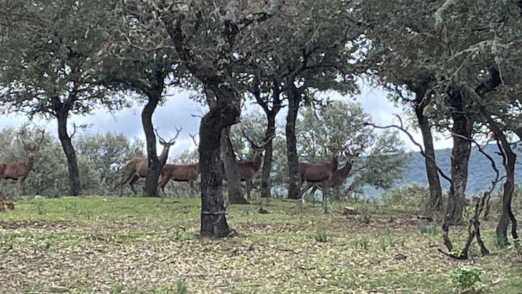 Espacio de Ecología sobre la situación del Parque Nacional de Cabañeros