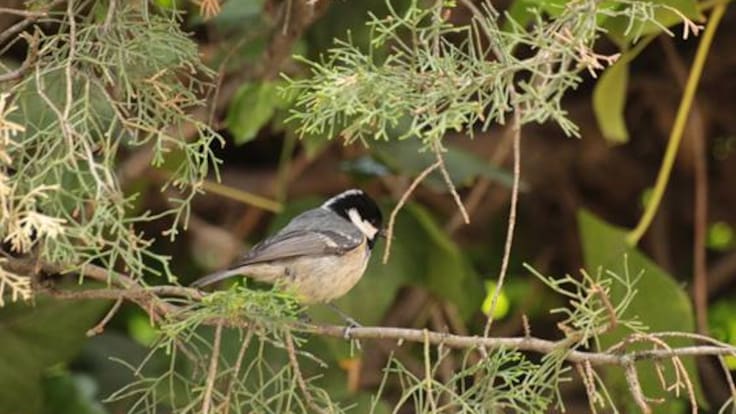 Nuestra naturaleza: El pequeño, pero activo, Garrapinos
