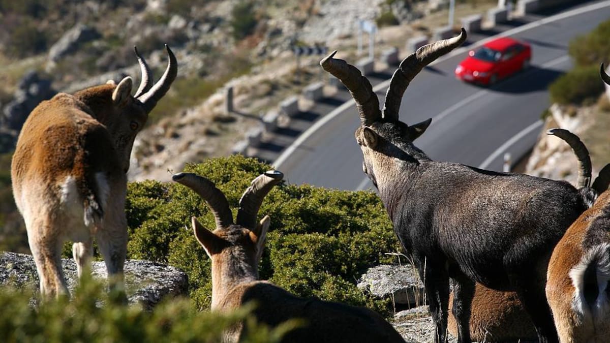 Entrevista a Carlos Sapena, presidente de la Asociación Defensa de Hervíboros contra Incendios Forestales, en Hoy por Hoy Alicante