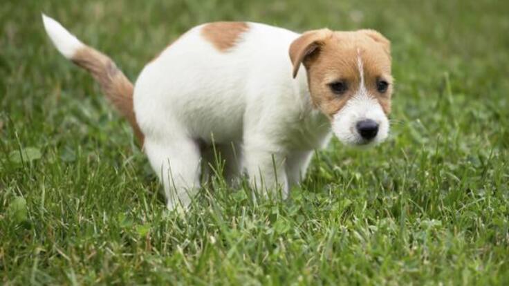 La diarrea en animales en una cosa muy seria