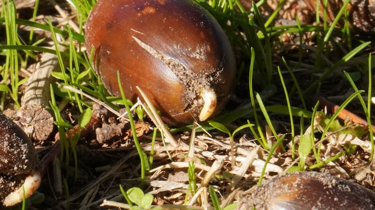 Regenerar el bosque desde la raíz: experiencias locales para recuperar el arbolado autóctono en Colmenar Viejo