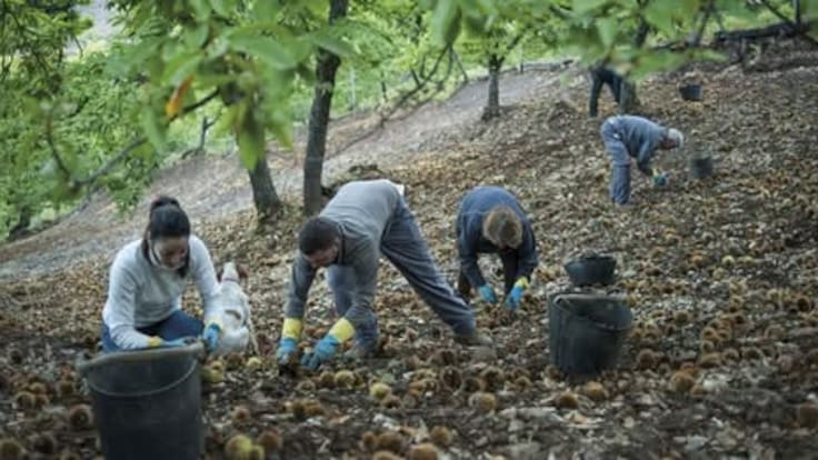 "Se espera una campaña muy buena" Bienvenido Pomares, Castañas Valle del Genal