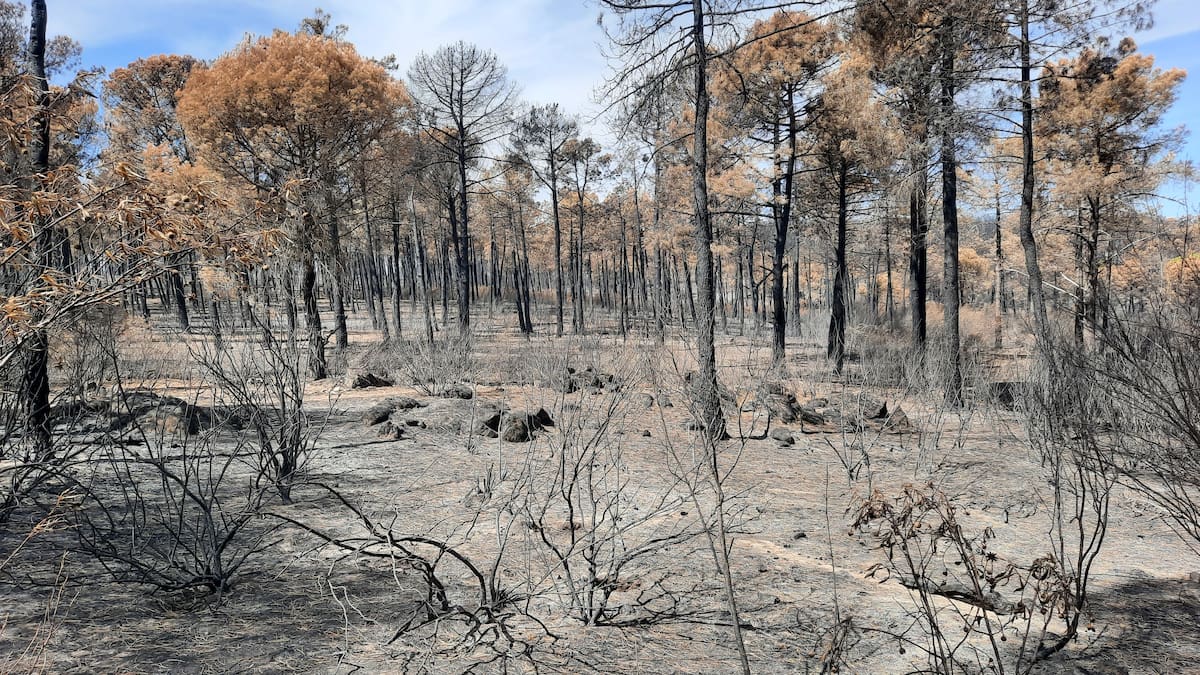 Las dos caras de los incendios forestales: entre la tragedia y el equilibrio natural