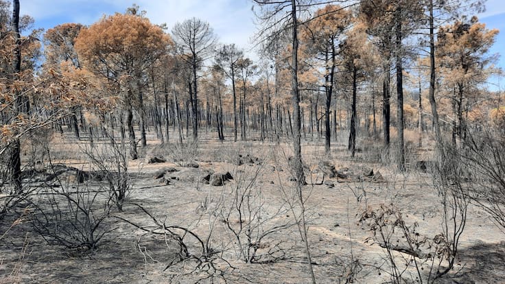 Las dos caras de los incendios forestales: entre la tragedia y el equilibrio natural