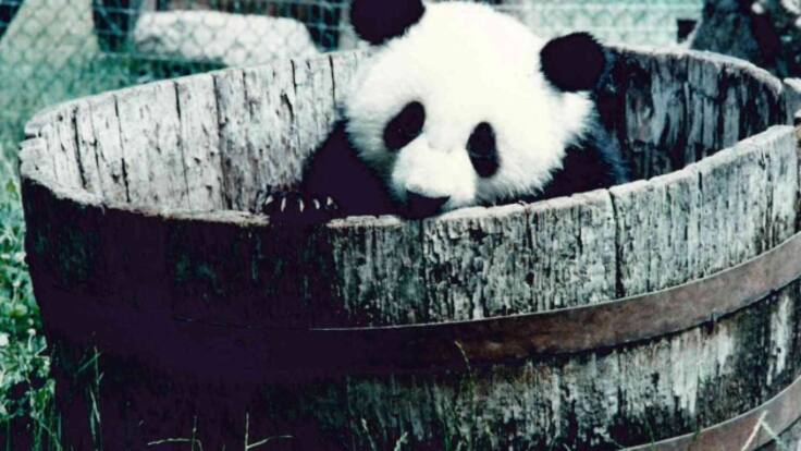 Chu-Lin: la historia del oso panda con carné de diabético