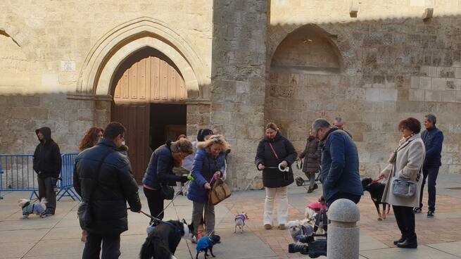 Festividad de San Antonio en Palencia