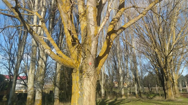 Impacto visual negativo por tala en el Canal de Castilla